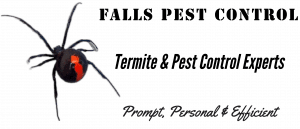 Redback spider logo transparent