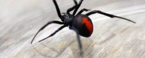 FPC Post Redback Image One