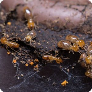 Termite Inspection Services