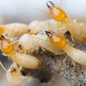 Termite inspection Services