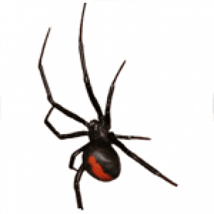 cropped FPC Services Thumbnails Two