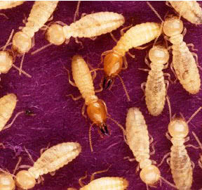 termites boximg