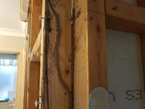 Termite Inspection in penrith sydney