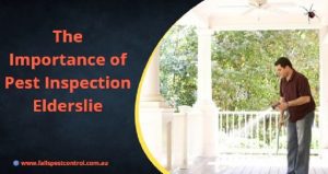 The Importance of Pest Inspection Elderslie