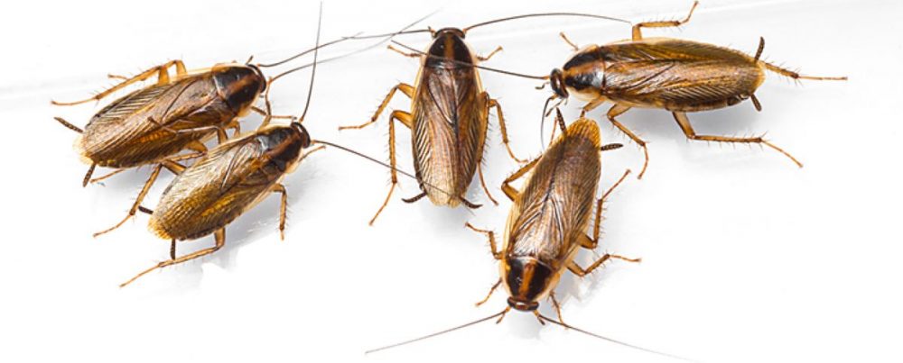 german cockroaches1