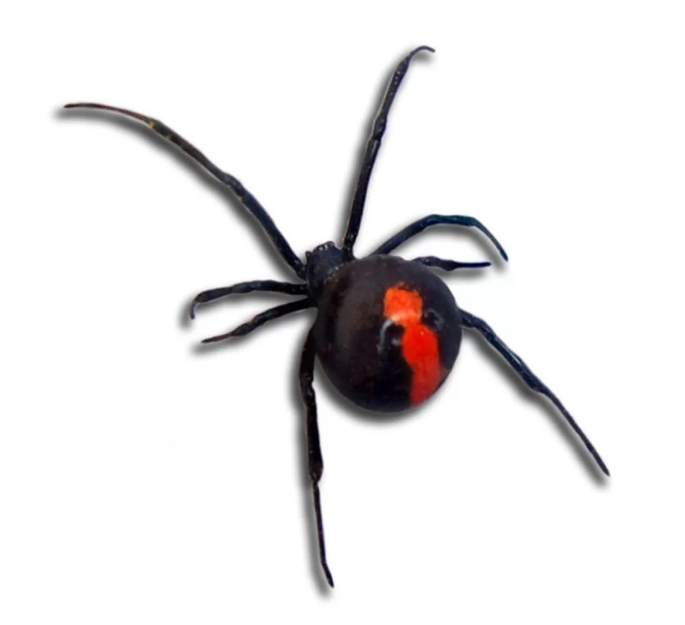 spider logo1200